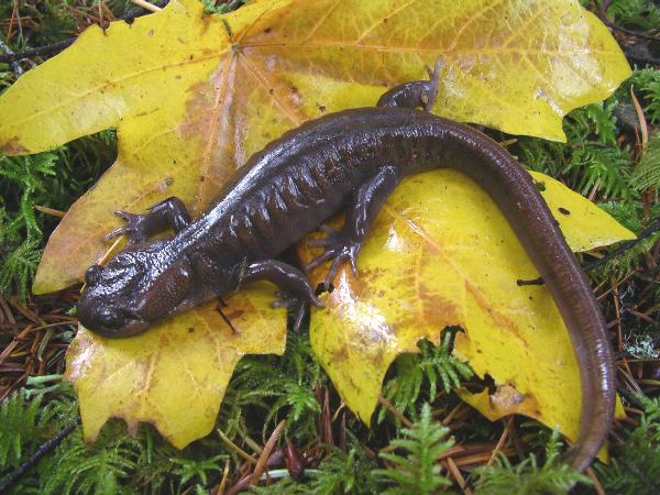 Photo of Ambystoma gracile by <a href="http://www.lgl.com">Virgil Hawkes</a>